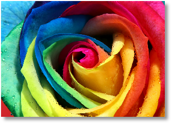Colourful Intuitive Rose