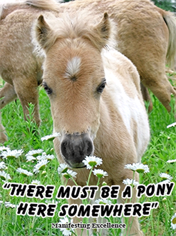 There must be a pony here somewhere!